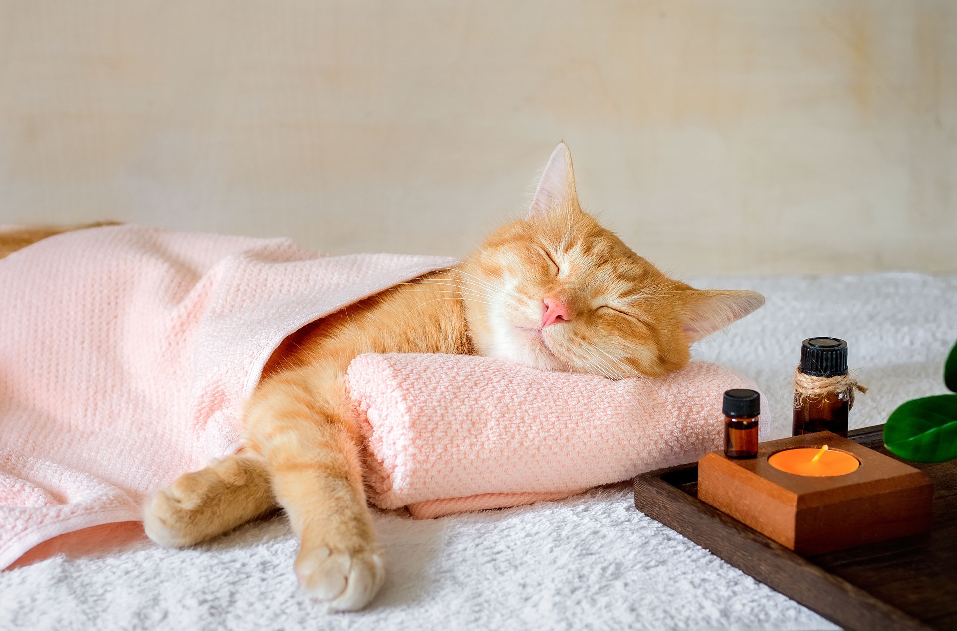 A cat sleeping on a massage table while taking spa treatments